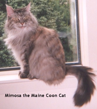 Mimosa, the Maine Coon Cat