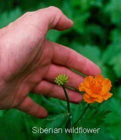 Siberian wildflower